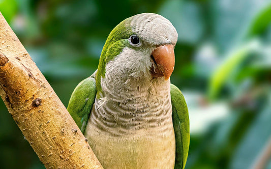 Hellofala 為甚麼叫做和尚鸚鵡? quaker parrot monk parrot